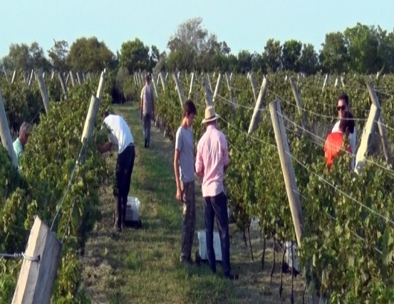 Censan establecimientos vitivinícolas de Entre Ríos
