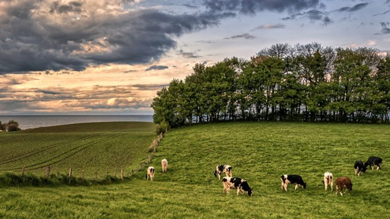 La ganadería en América Latina puede ser parte de la solución al cambio climático