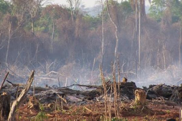El agronegocio sigue deforestando