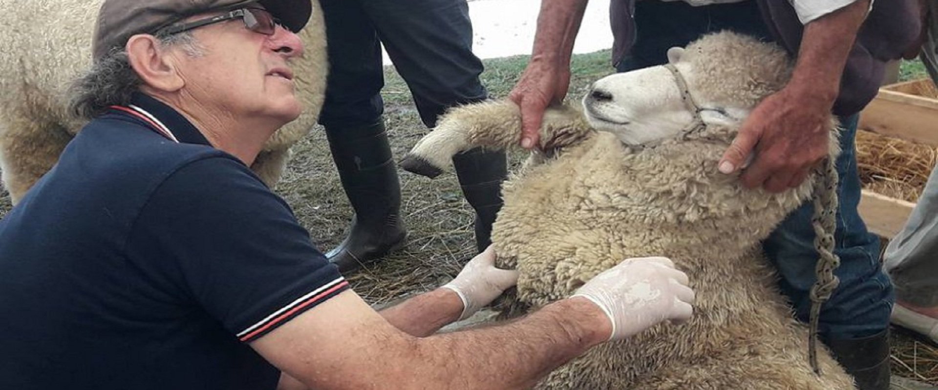 Con la ejecución de la Ley Ovina mejora la sanidad del rodeo y crece la cantidad de cabezas en producción