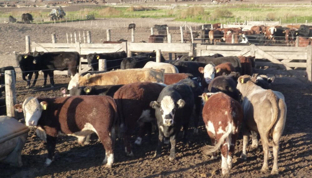 Febrero mostró una importante recuperación de la hacienda