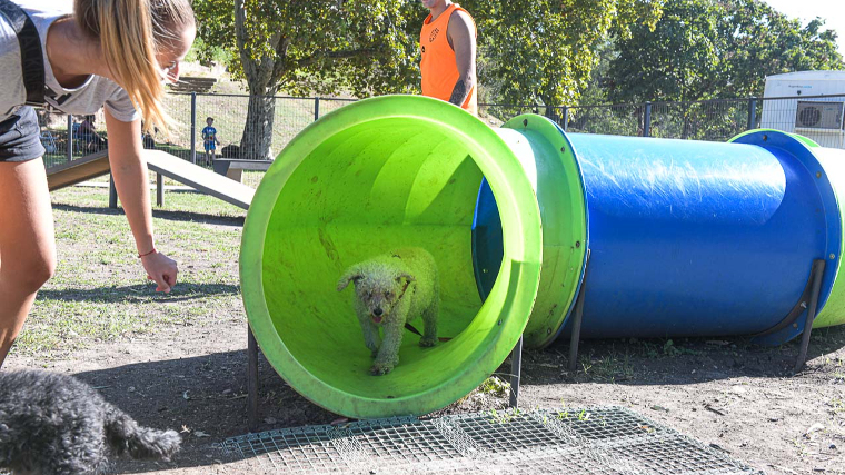 Con una jornada especial las mascotas celebraron su día en la Costanera Baja
