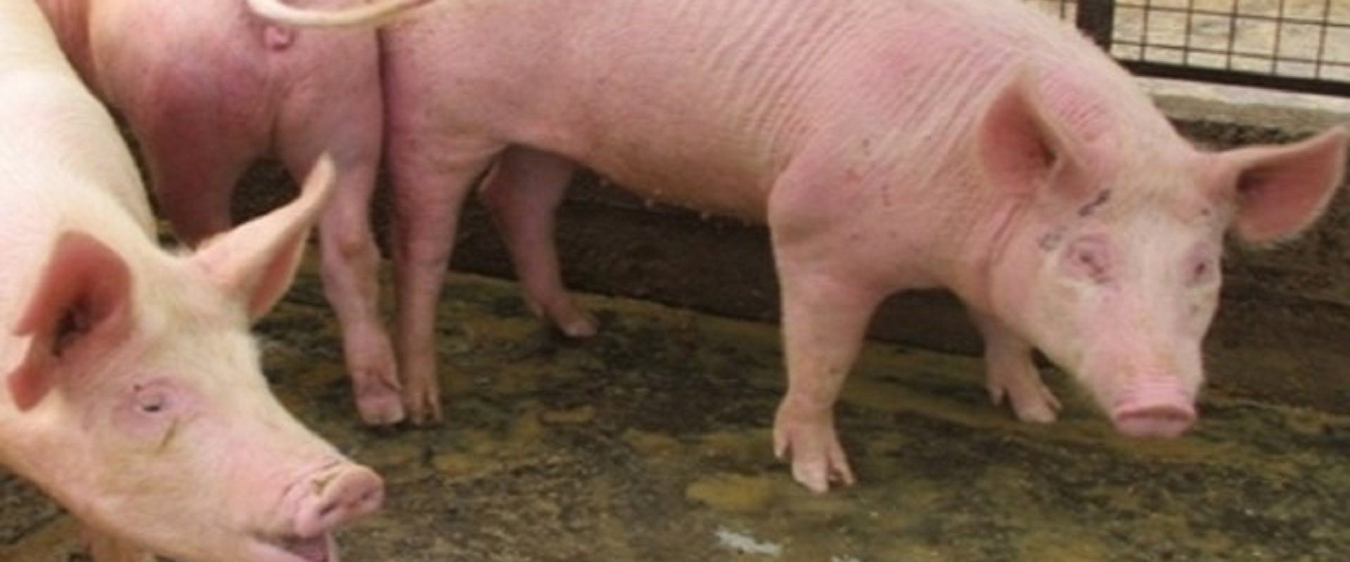 Otro año de crecimiento de la producción porcina entrerriana