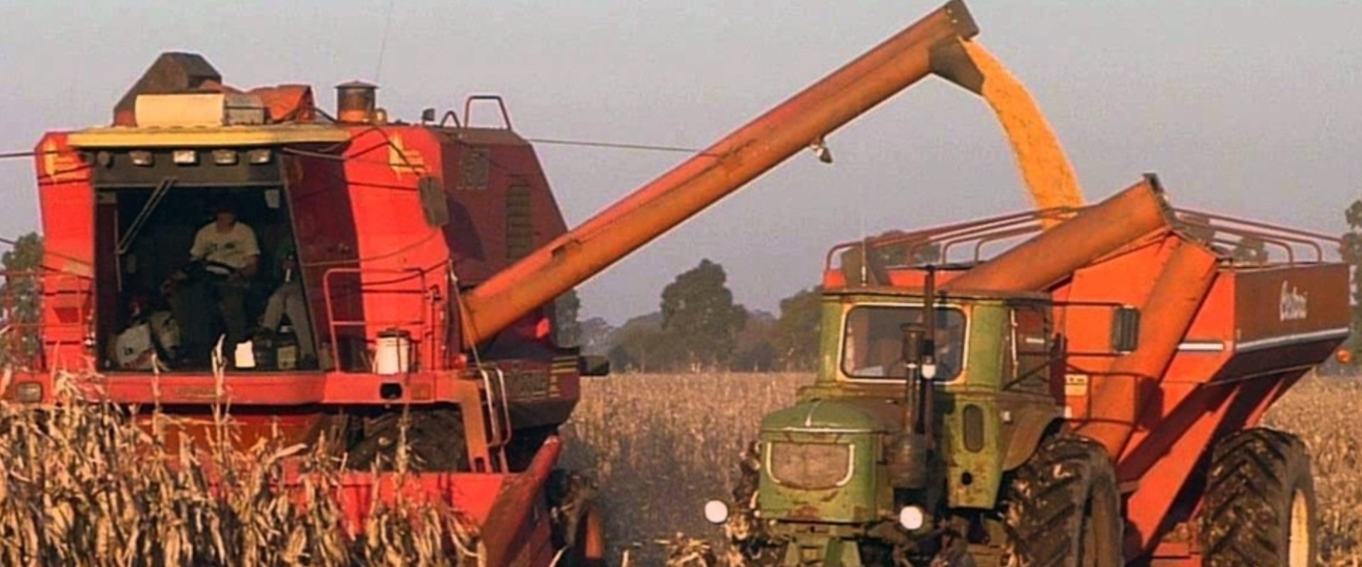 La producción maicera consolida la cadena avícola entrerriana