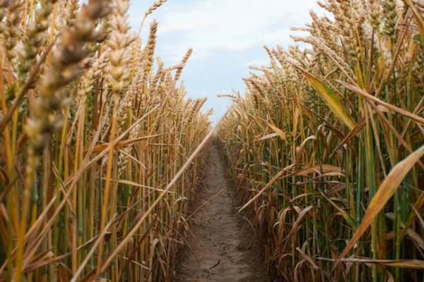 El estado del trigo volvió a empeorar debido a la falta de lluvias