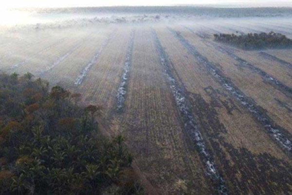 Bolivia: Deforestación en aumento, un 32 por ciento en dos años