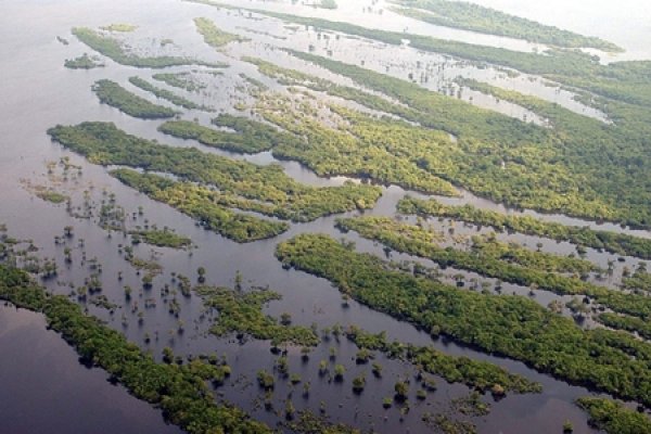 Amazonia: Casi la mitad de la parte virgen sin protección