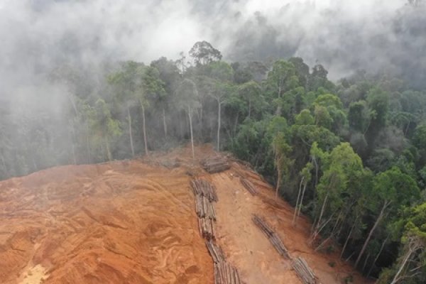 Cinco productos primarios responsables de la deforestación