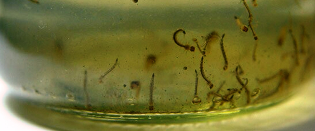 Los huevos del Aedes aegypti no mueren con las bajas temperaturas
