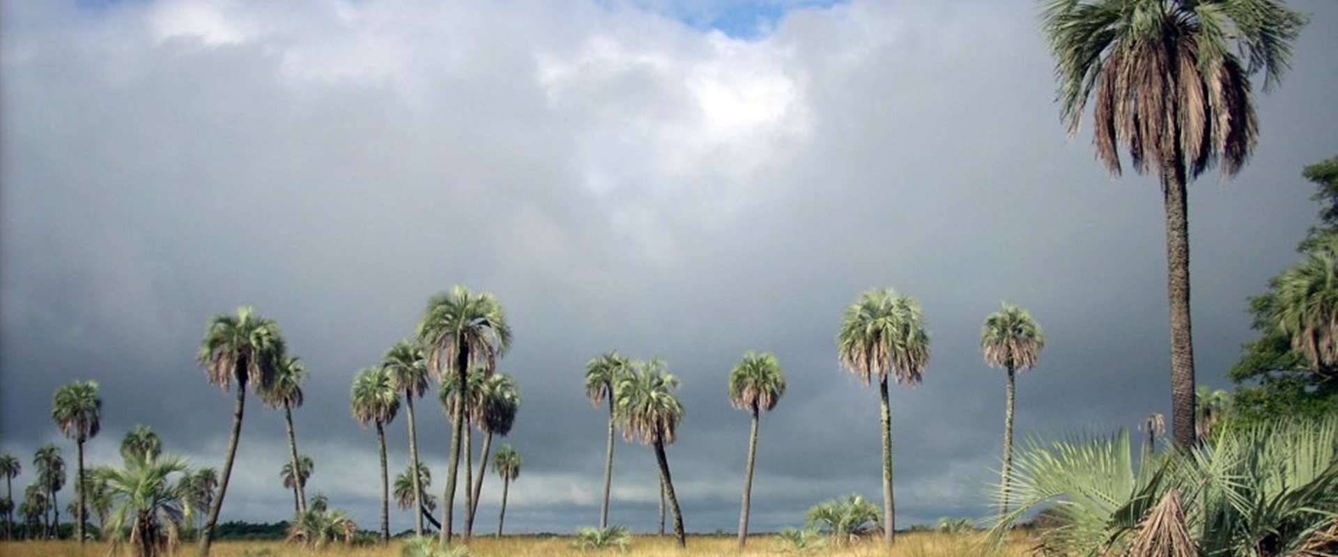 La provincia consolida el proyecto que suma al fruto del yatay como eje de desarrollo económico
