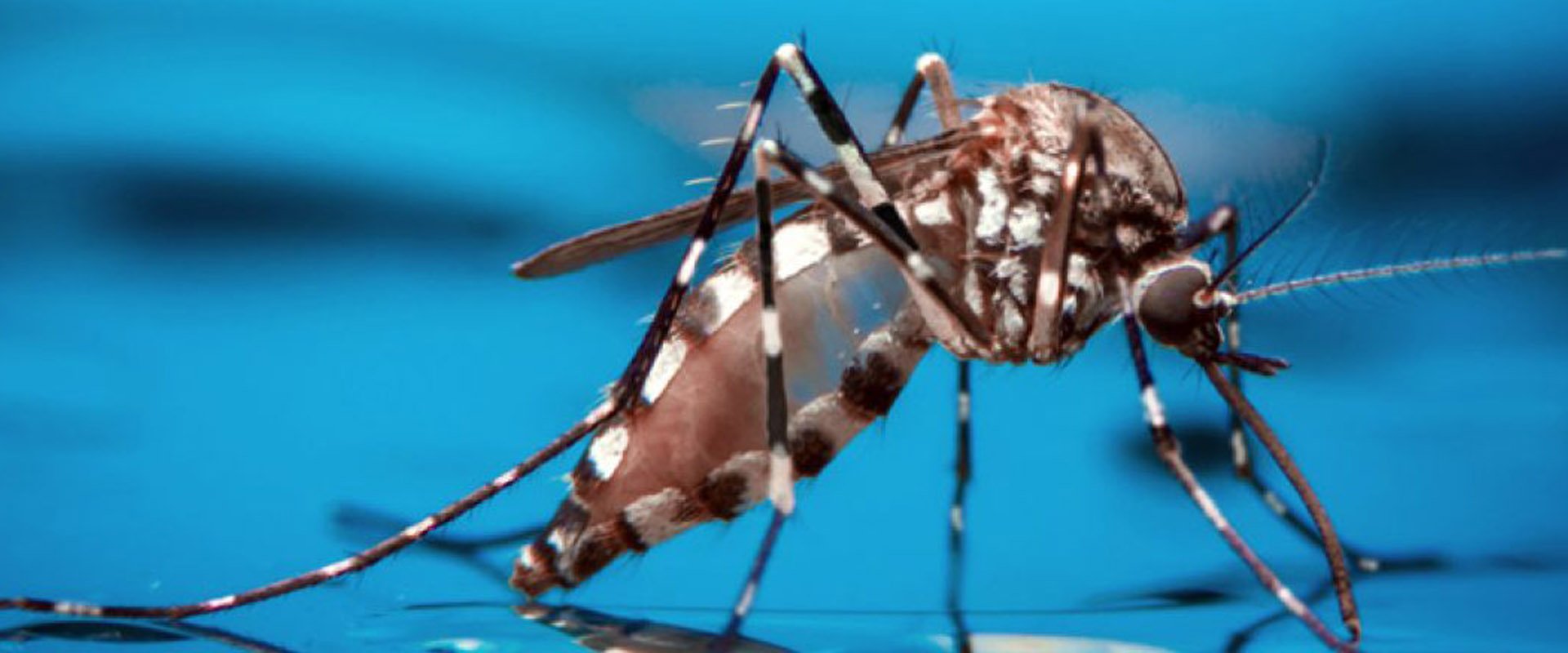 Se registraron 2.460 casos de dengue en Entre Ríos
