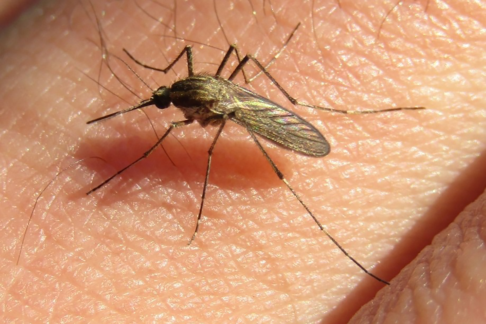 Explosión de mosquitos: Salud aclaró que la especie circulante no transmite dengue