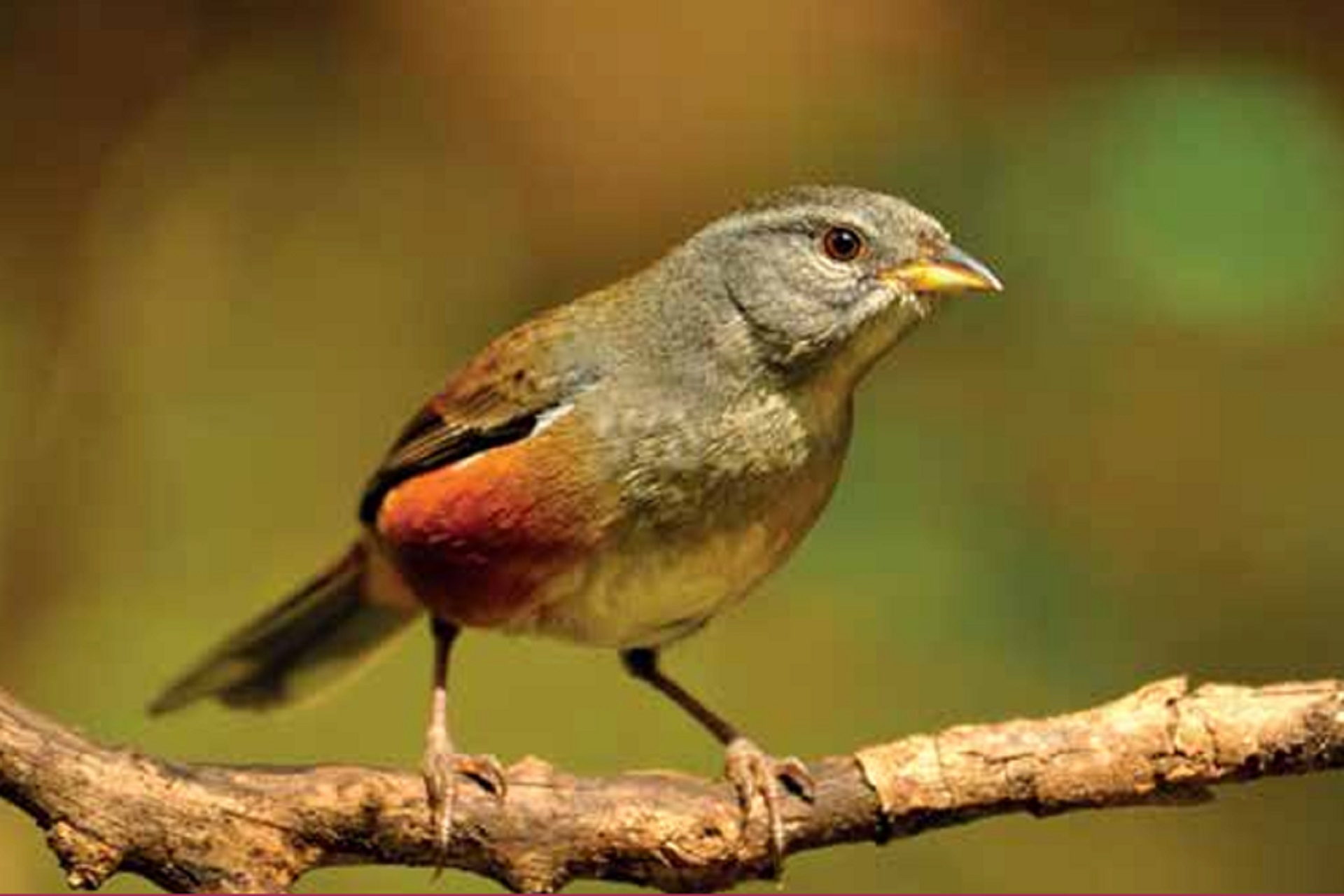 Presentan un libro sobre aves entrerrianas en el Museo Antonio Serrano