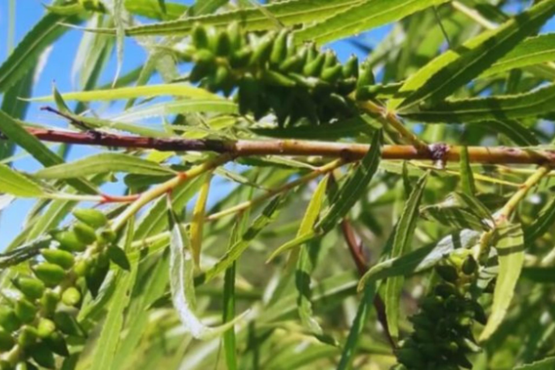 Entre Ríos suma conocimientos para la restauración ambiental y uso productivo del árbol de sauce