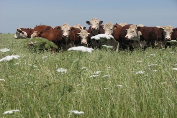 La ganadería entrerriana revela una mejora de sus índices productivos