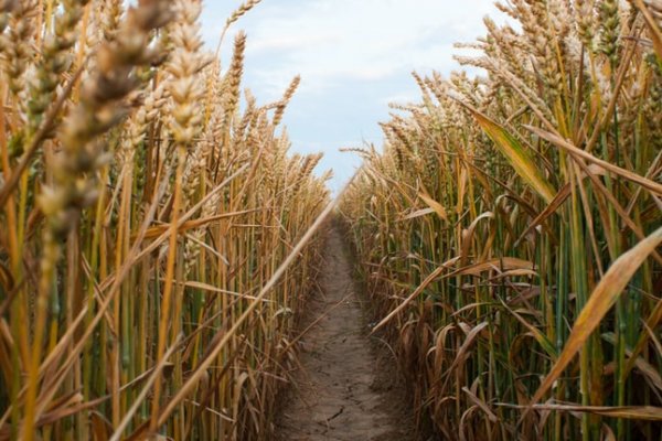 Coninagro reclamó la eliminación de retenciones al trigo